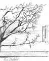Tulip Tree thru the Window - Ballpoint pen artwork by Vincent Whitehead