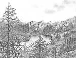 Mountain Pines - Ballpoint pen artwork by Vincent Whitehead