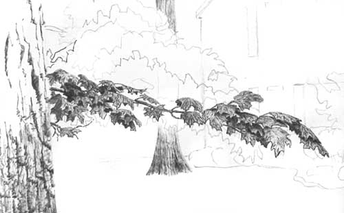 Drawing Trees - example of foreground leaf drawing