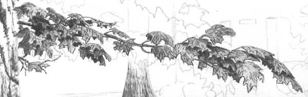 Drawing Trees - close up of foreground leaf drawing