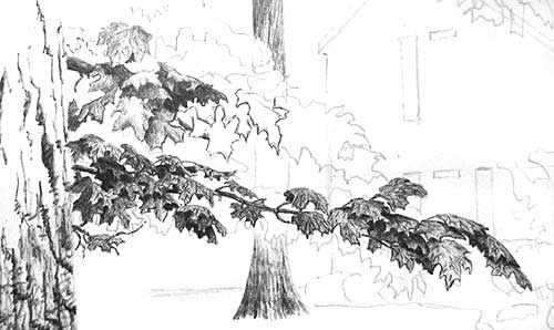 Drawing Trees - close up of foreground leaf drawing progress
