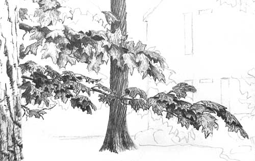 Drawing Trees - close up of foreground leaf drawing completed